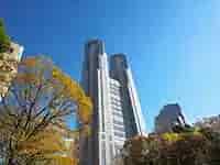 都庁と秋の木々、穏やかな風景。