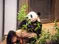 青々とした笹を食べている、愛らしい上野動物園のジャイアントパンダ